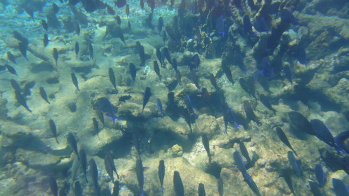 Snorkel em Boca de Cote - Los Roques