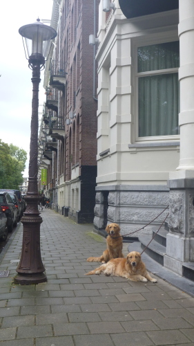 Cachorros Amsterdam